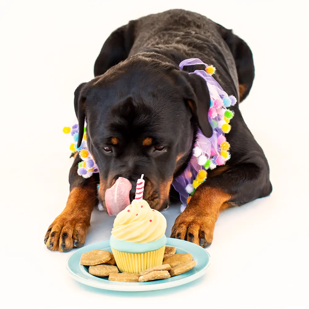 Birthday Cupcake Squeaky Natural  Rubber Dog Toy Medium Size