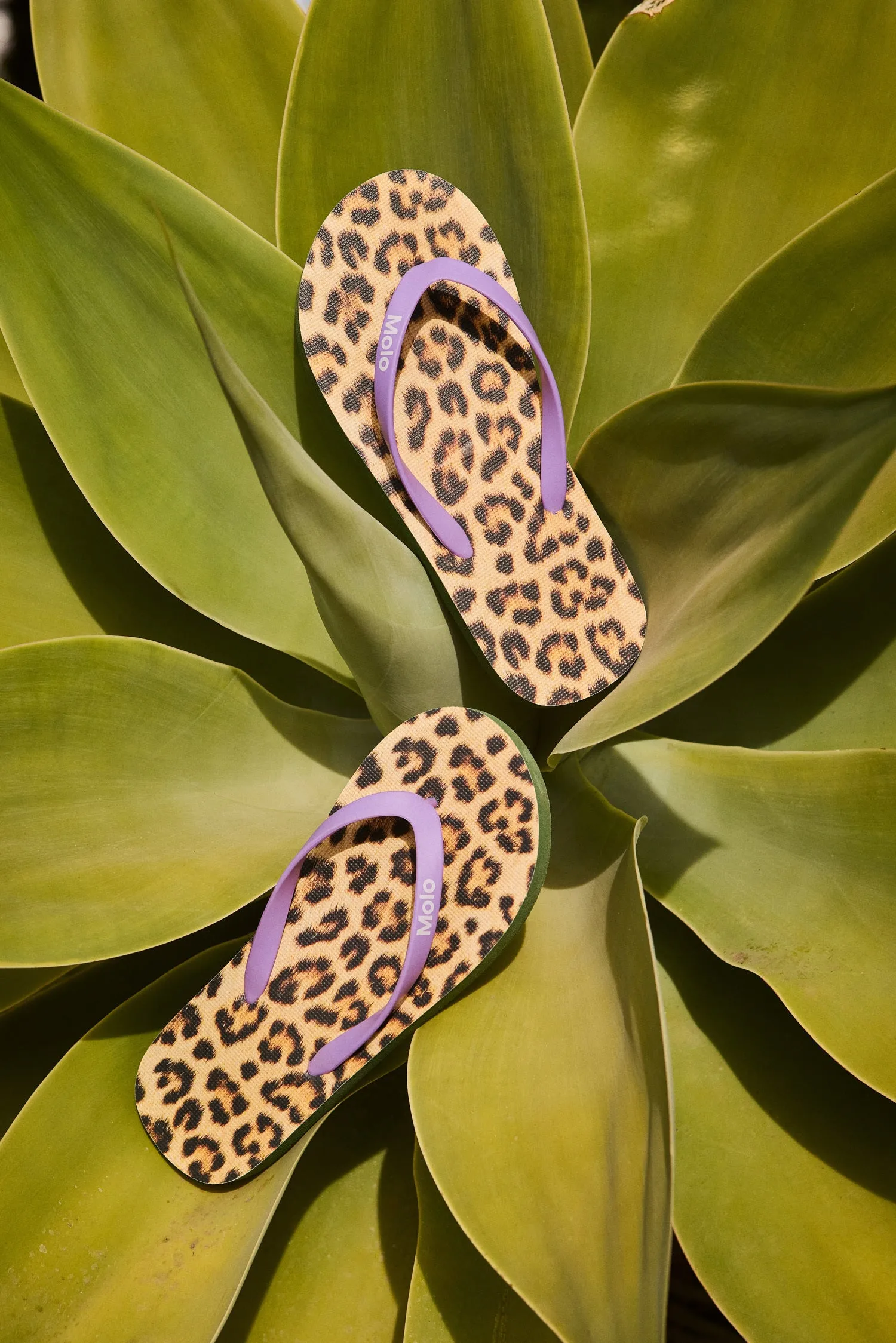 Flip flops Zeppo Allover Leo