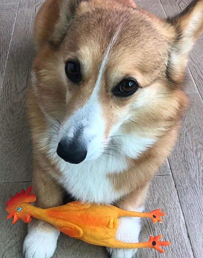 Squeaky Classic Rubber Chicken Dog Toy -  3 Sizes