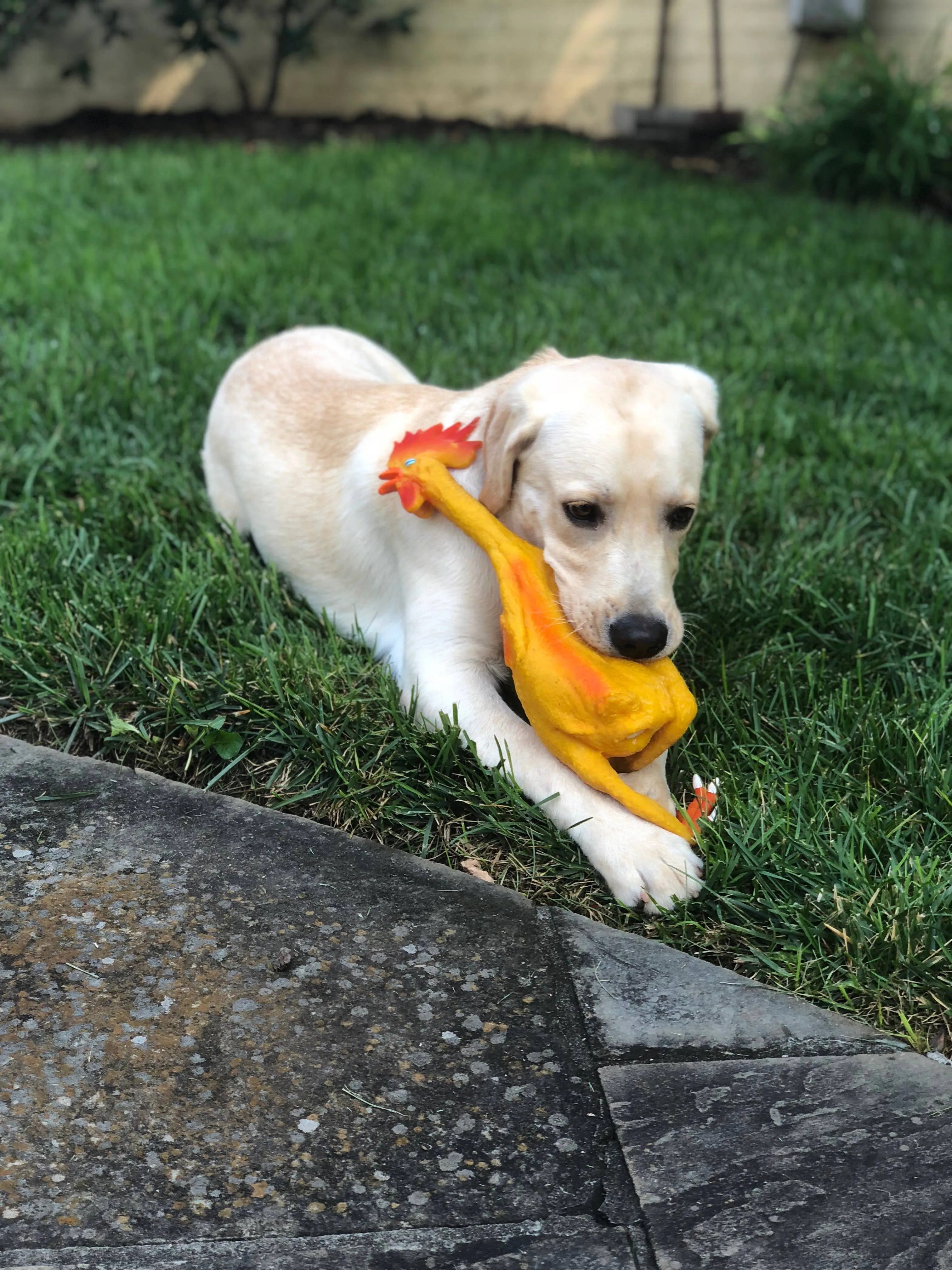 Squeaky Classic Rubber Chicken Dog Toy -  3 Sizes