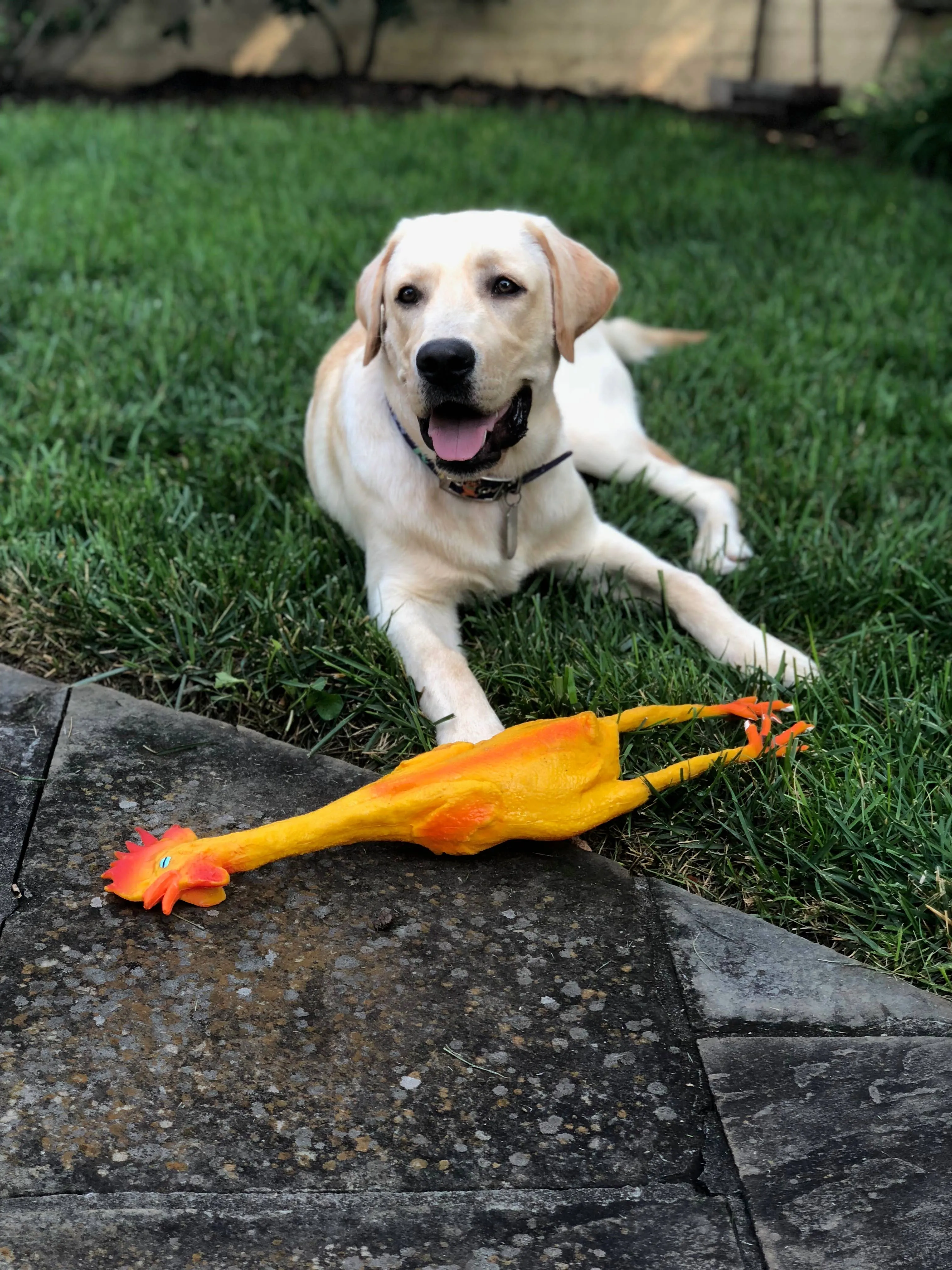 Squeaky Classic Rubber Chicken Dog Toy -  3 Sizes