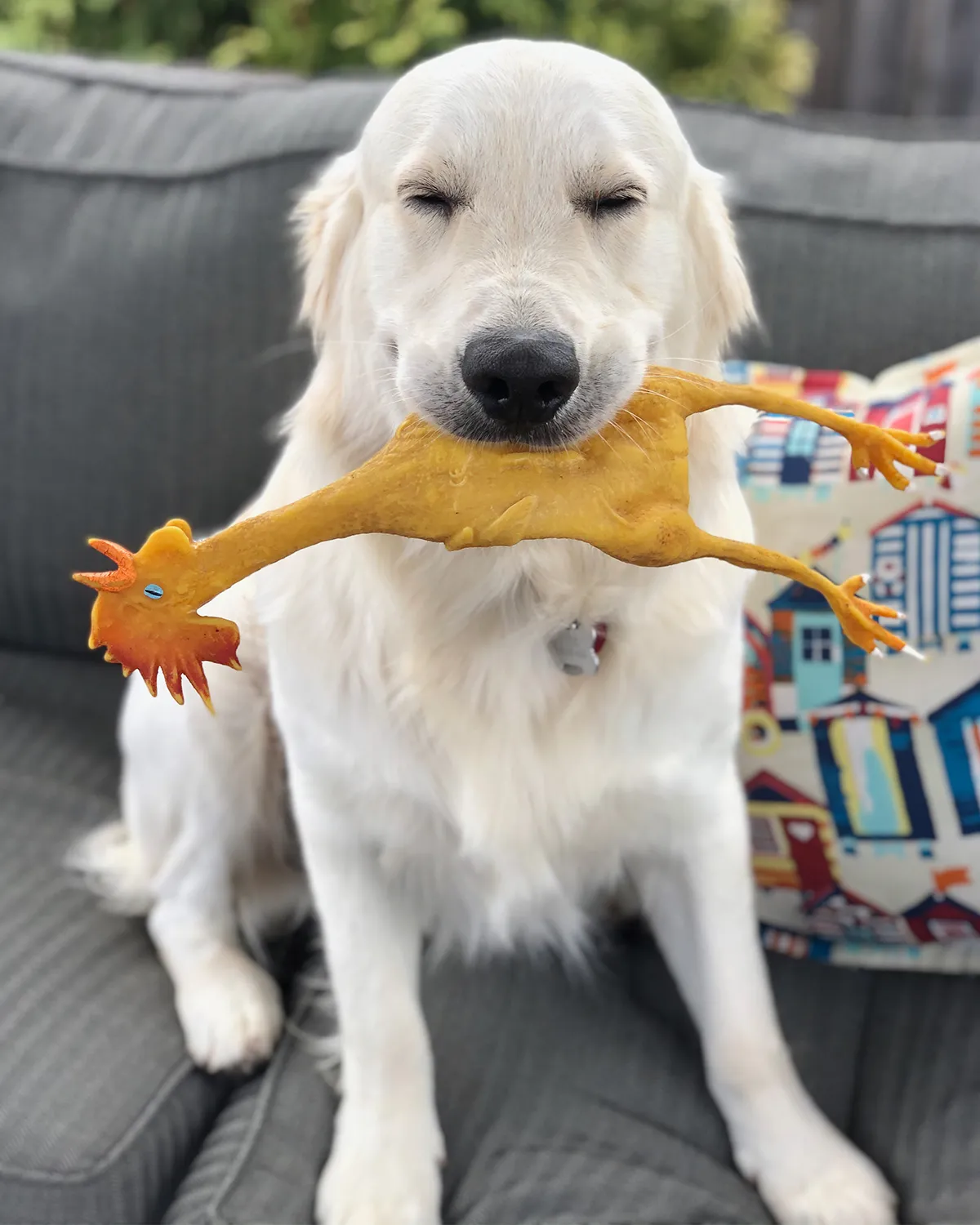 Squeaky Classic Rubber Chicken Dog Toy -  3 Sizes
